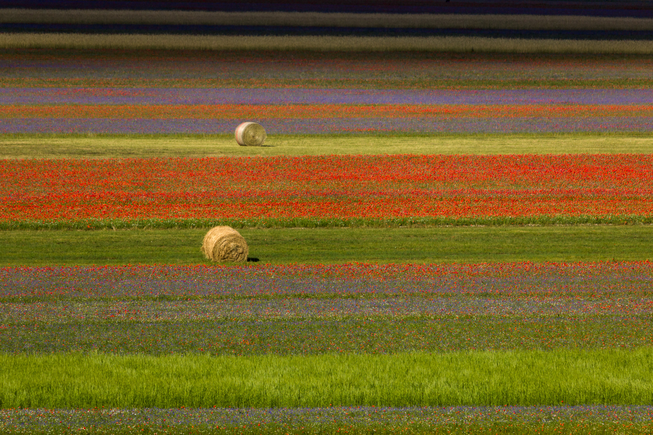 Campi fioriti a Castelluccio di Norcia