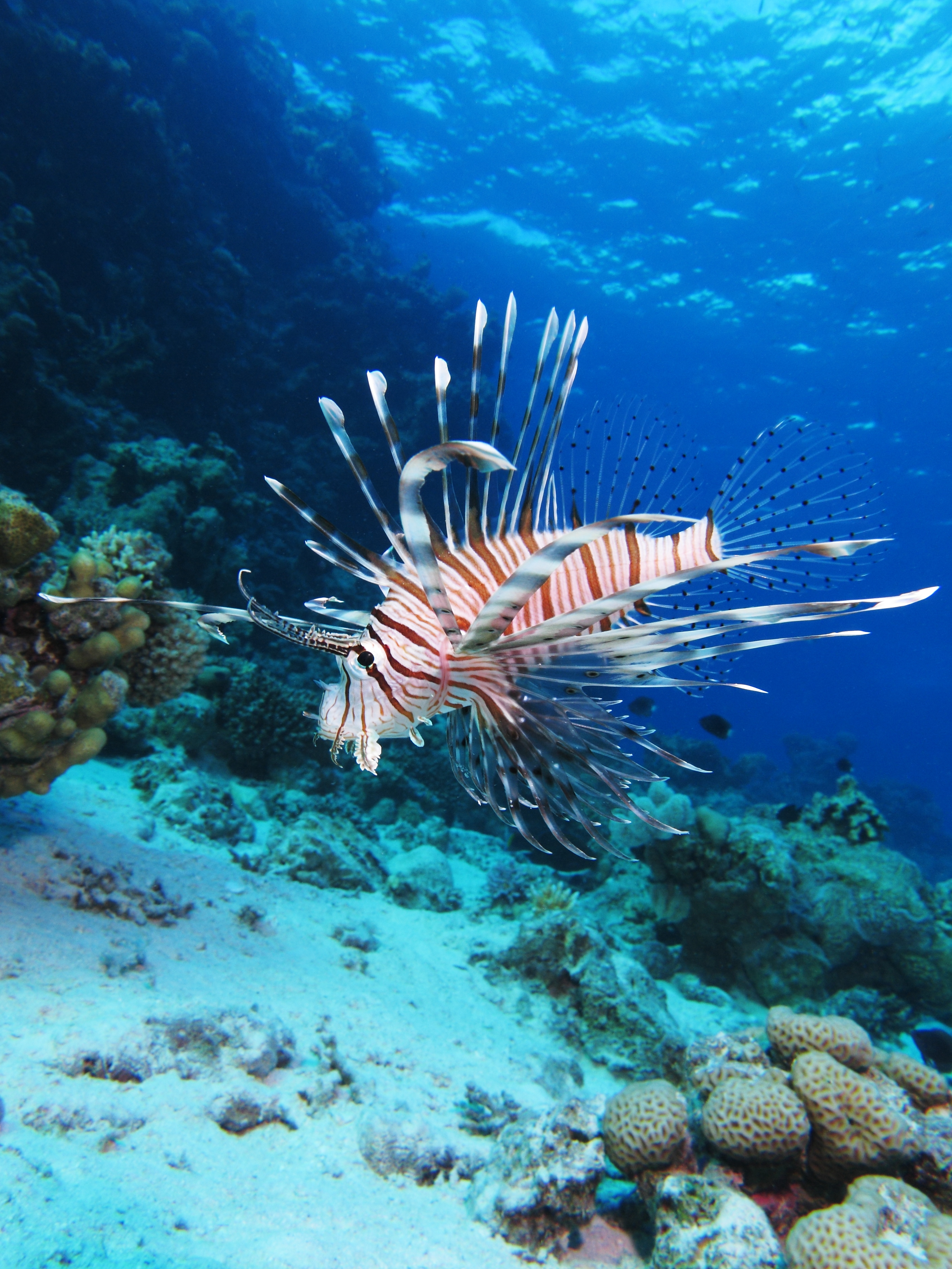 Pesce scorpione Pterois miles vicino a una barriera corallina