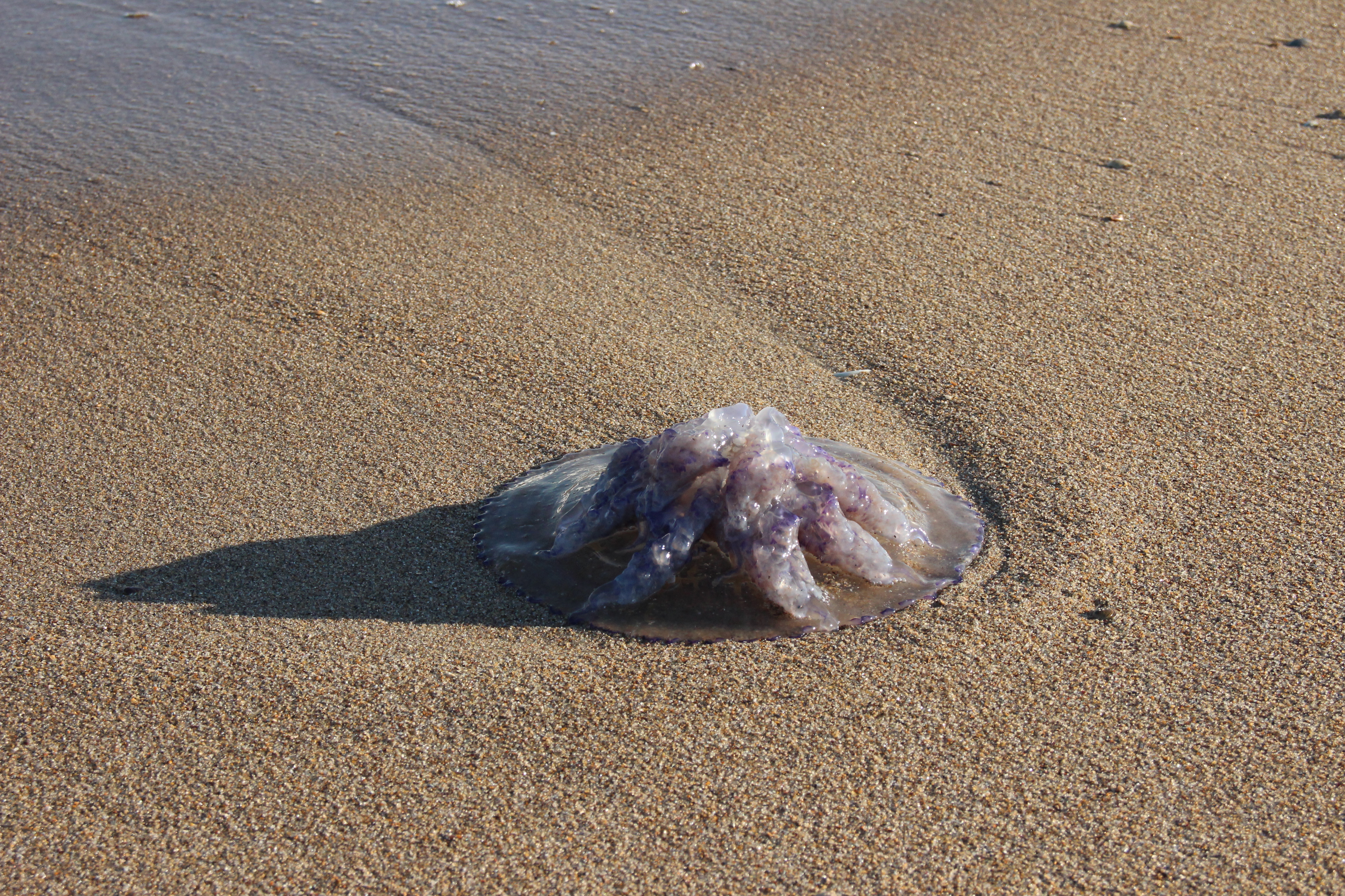 Medusa sulla spiaggia, immagine di contesto