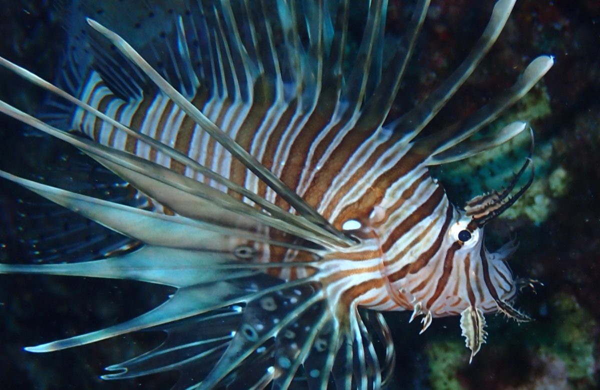Pesce scorpione Pterois miles fotografato in mare