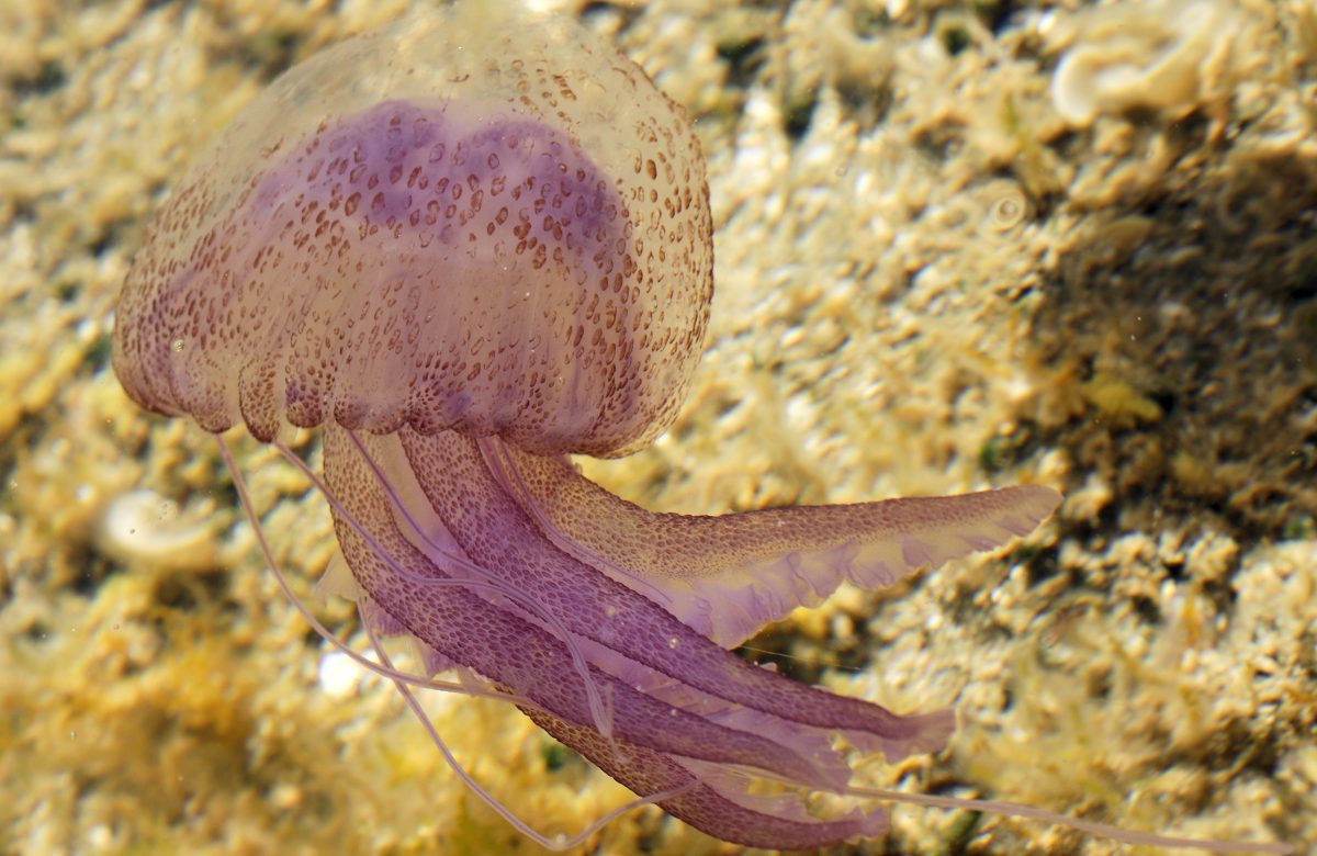 Medusa Pelagia noctiluca in acqua, immagine di contesto