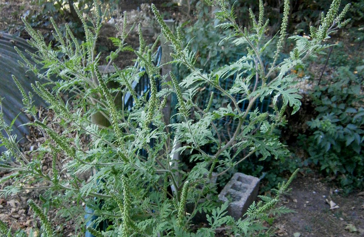 Ambrosia artemisiifolia in infiorescenza