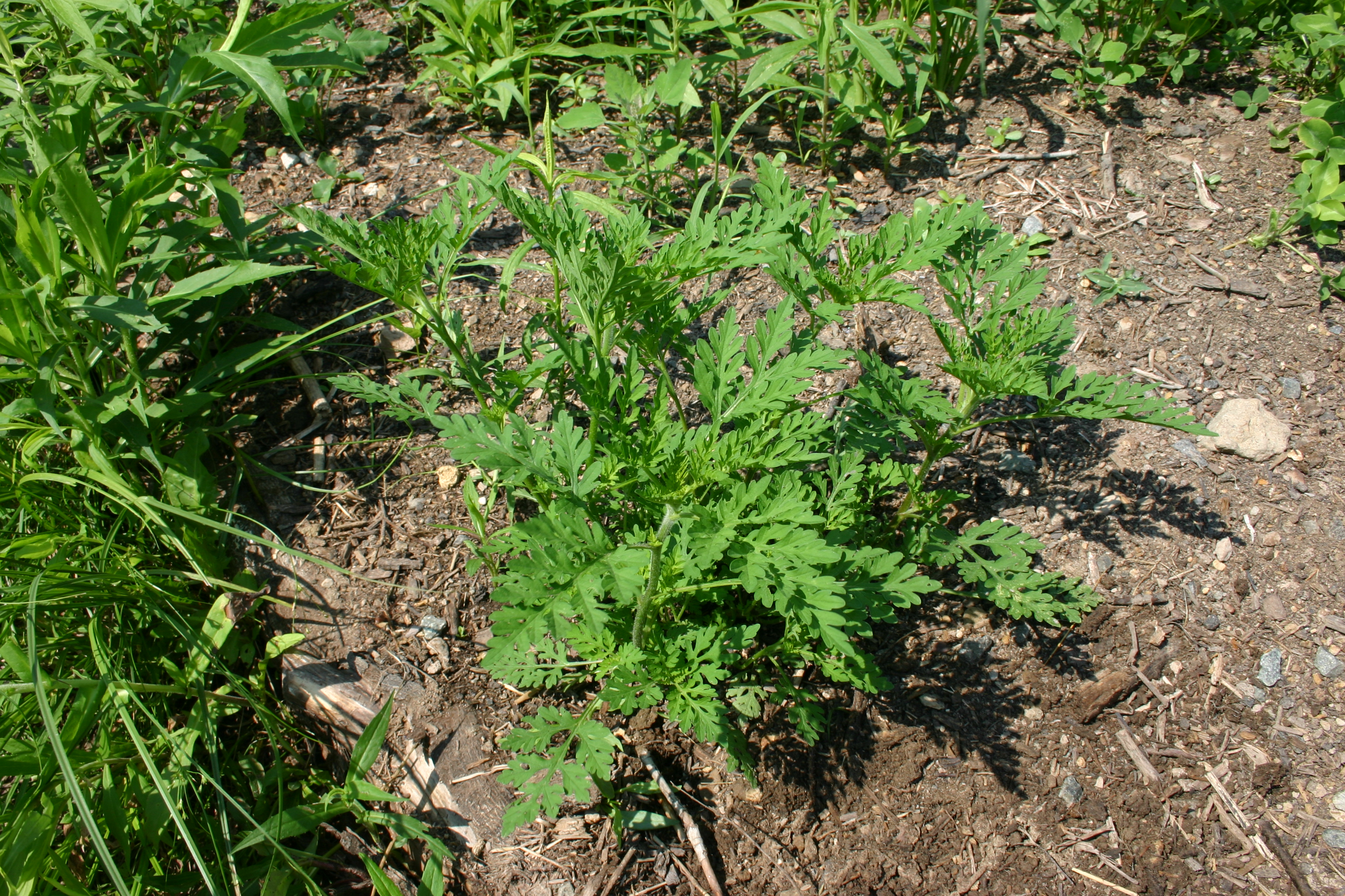 Giovane pianta di Ambrosia artemisiifolia