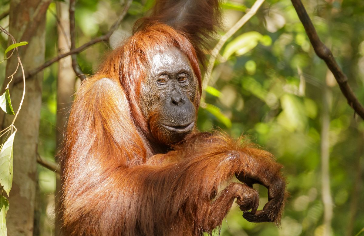 Orango del Borneo nella foresta tropicale