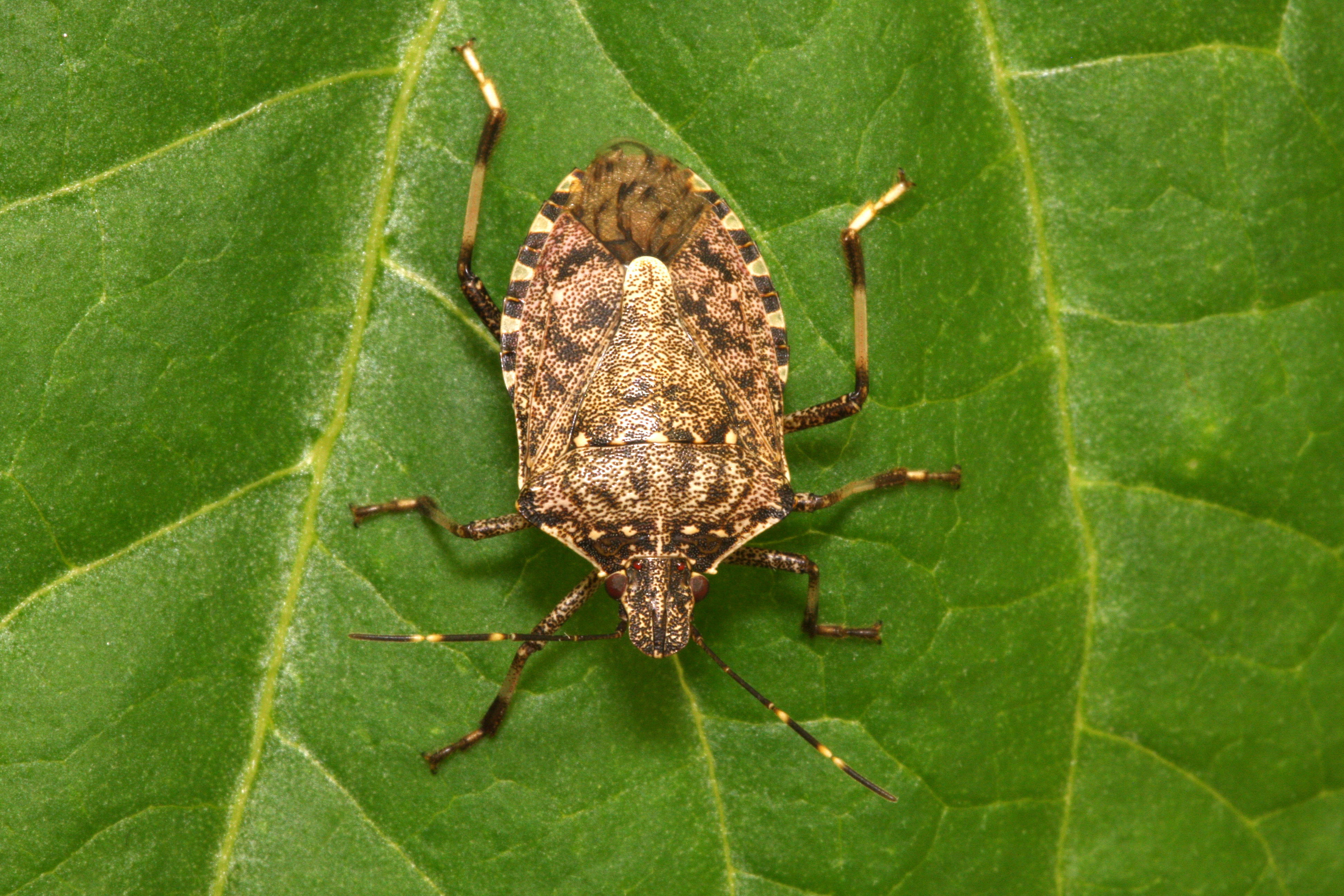 Cimice asiatica su una foglia verde