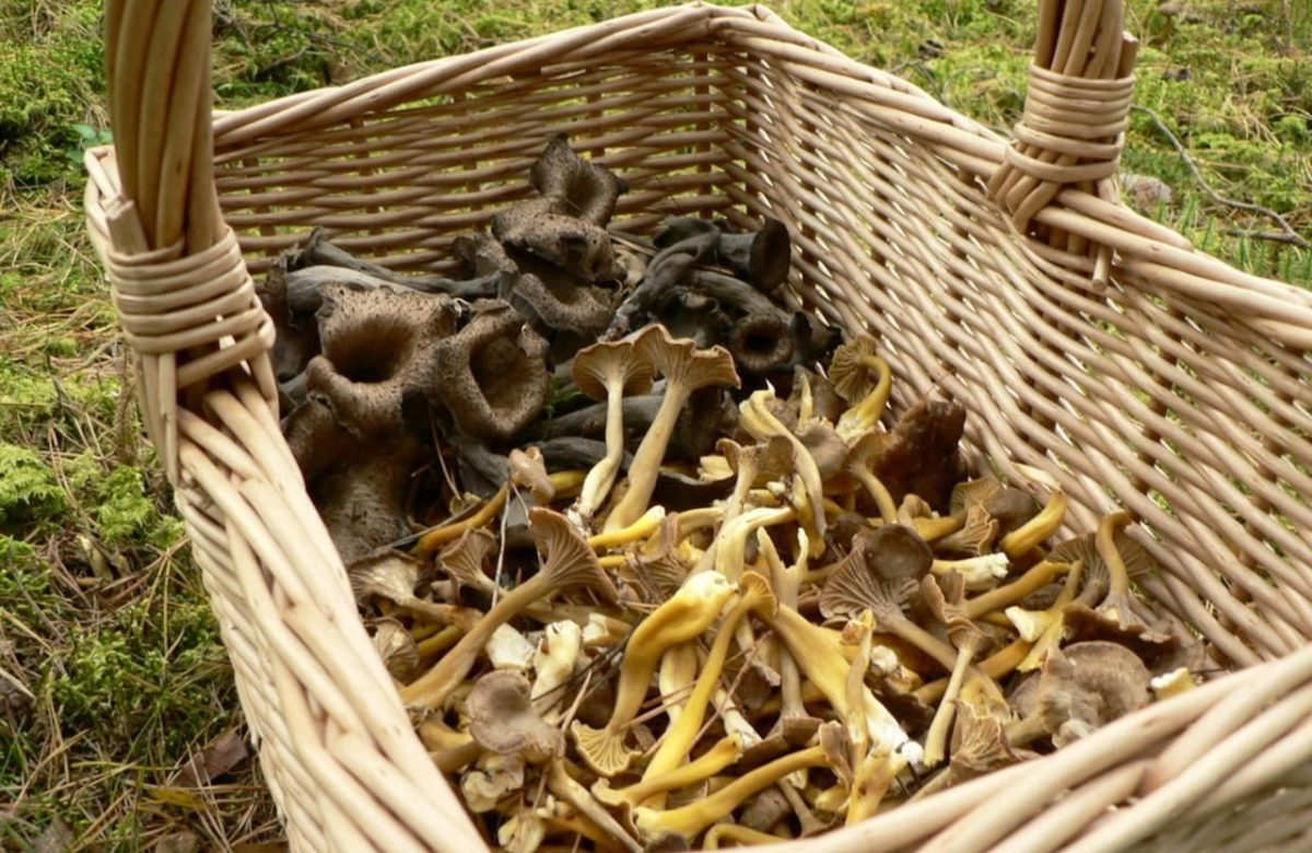 Funghi raccolti in un cestino, immagine illustrativa