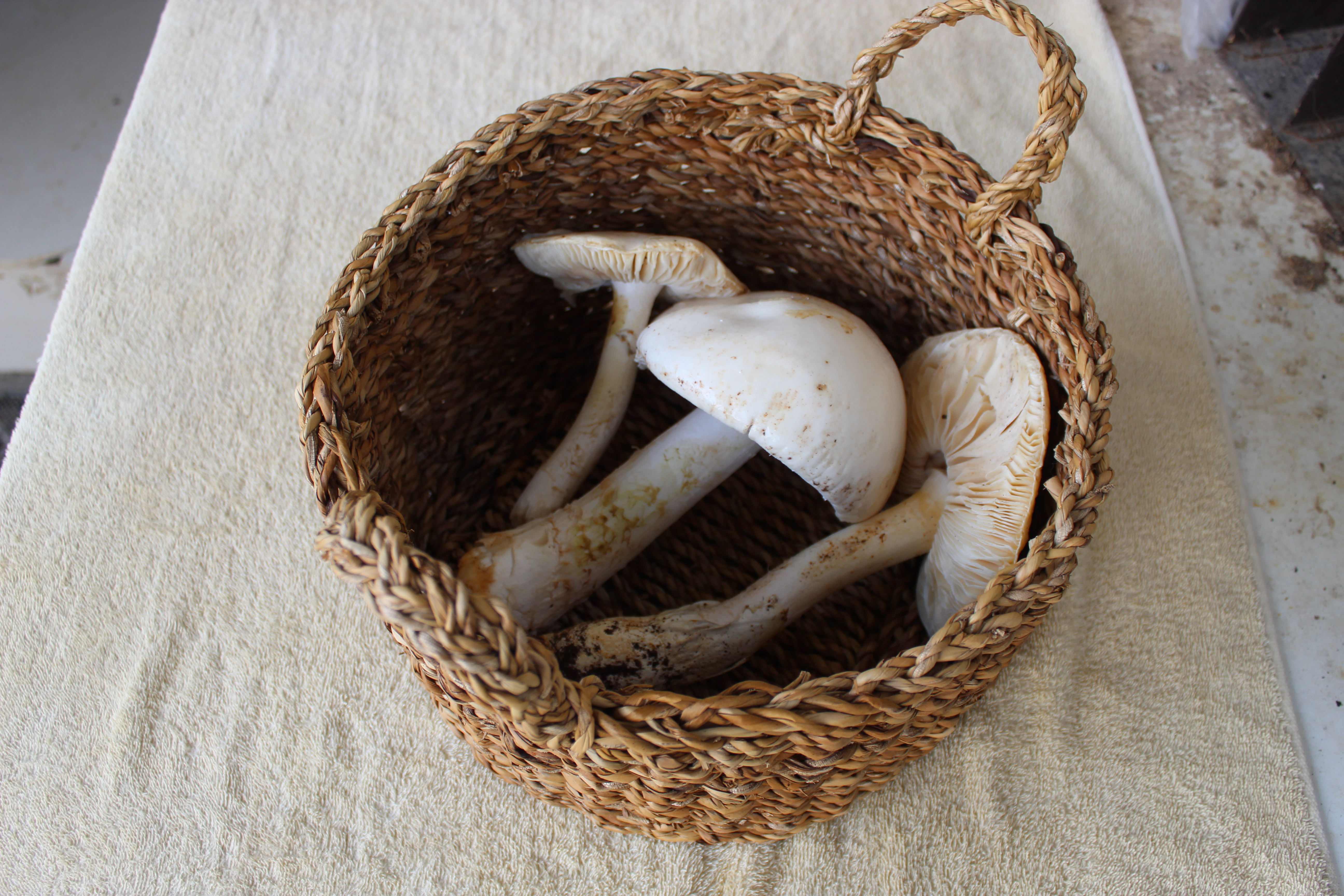 Funghi raccolti in un cestino, immagine illustrativa