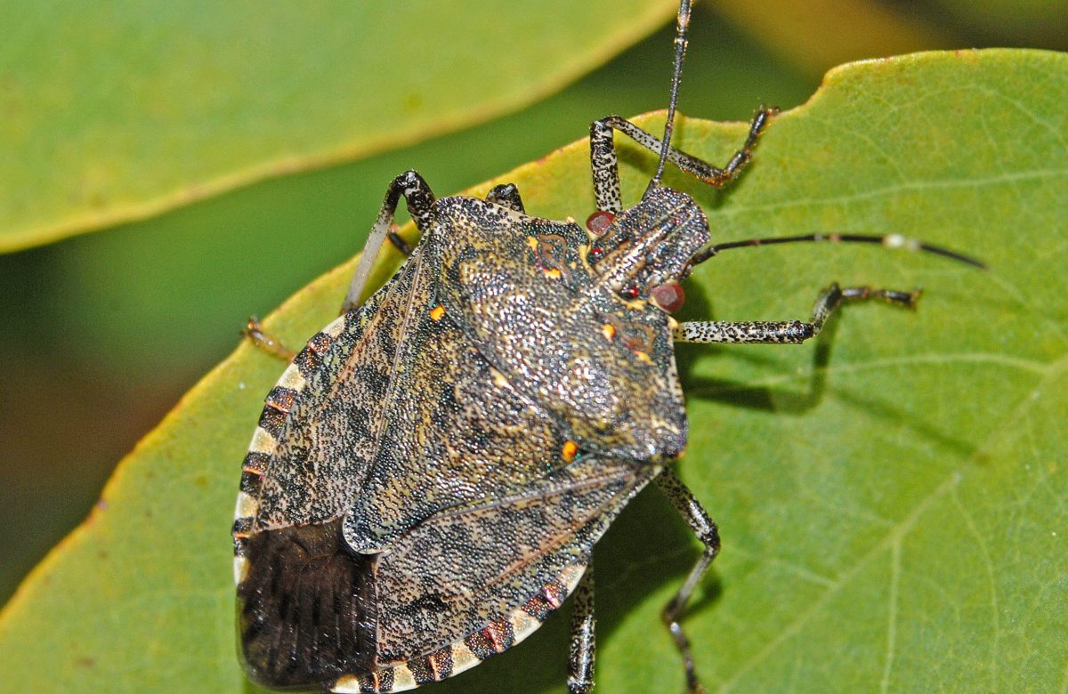 Cimice asiatica adulta su una foglia