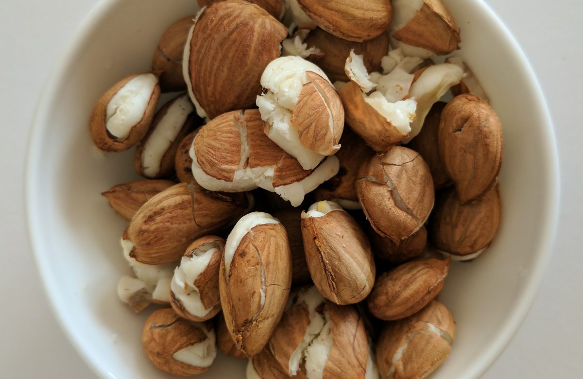 Noccioli di albicocca generici in una piccola ciotola