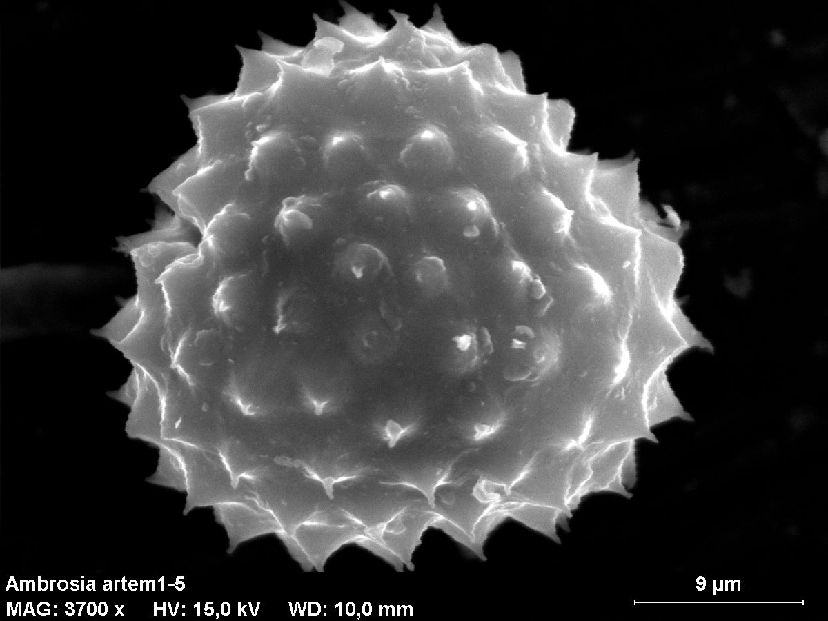 Granulo di polline di Ambrosia artemisiifolia al microscopio elettronico
