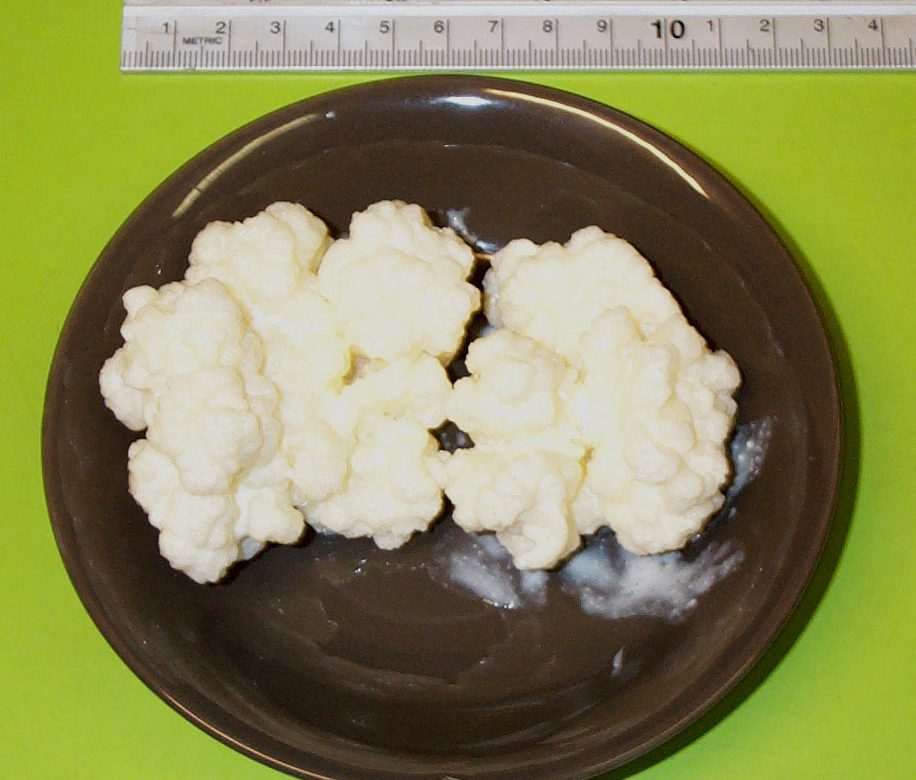 Grani di kefir in un piatto