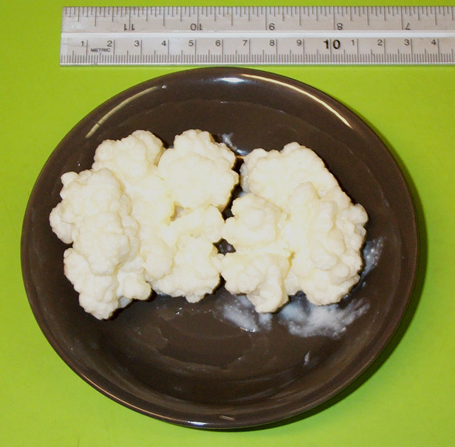 Grani di kefir in un piatto