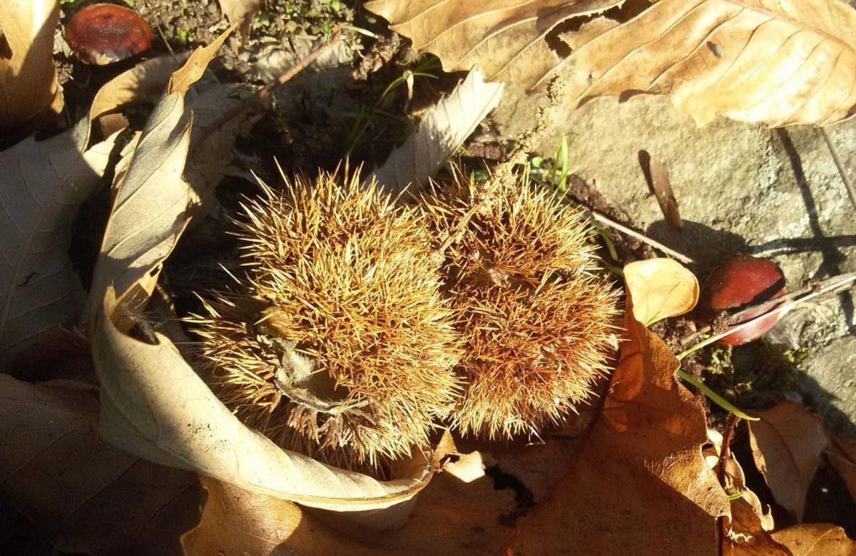 Castagne uscite dai ricci sul terreno