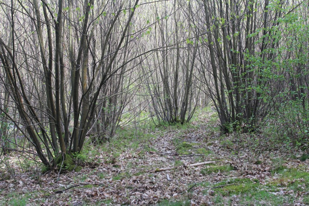 Bosco di castagni lungo un sentiero