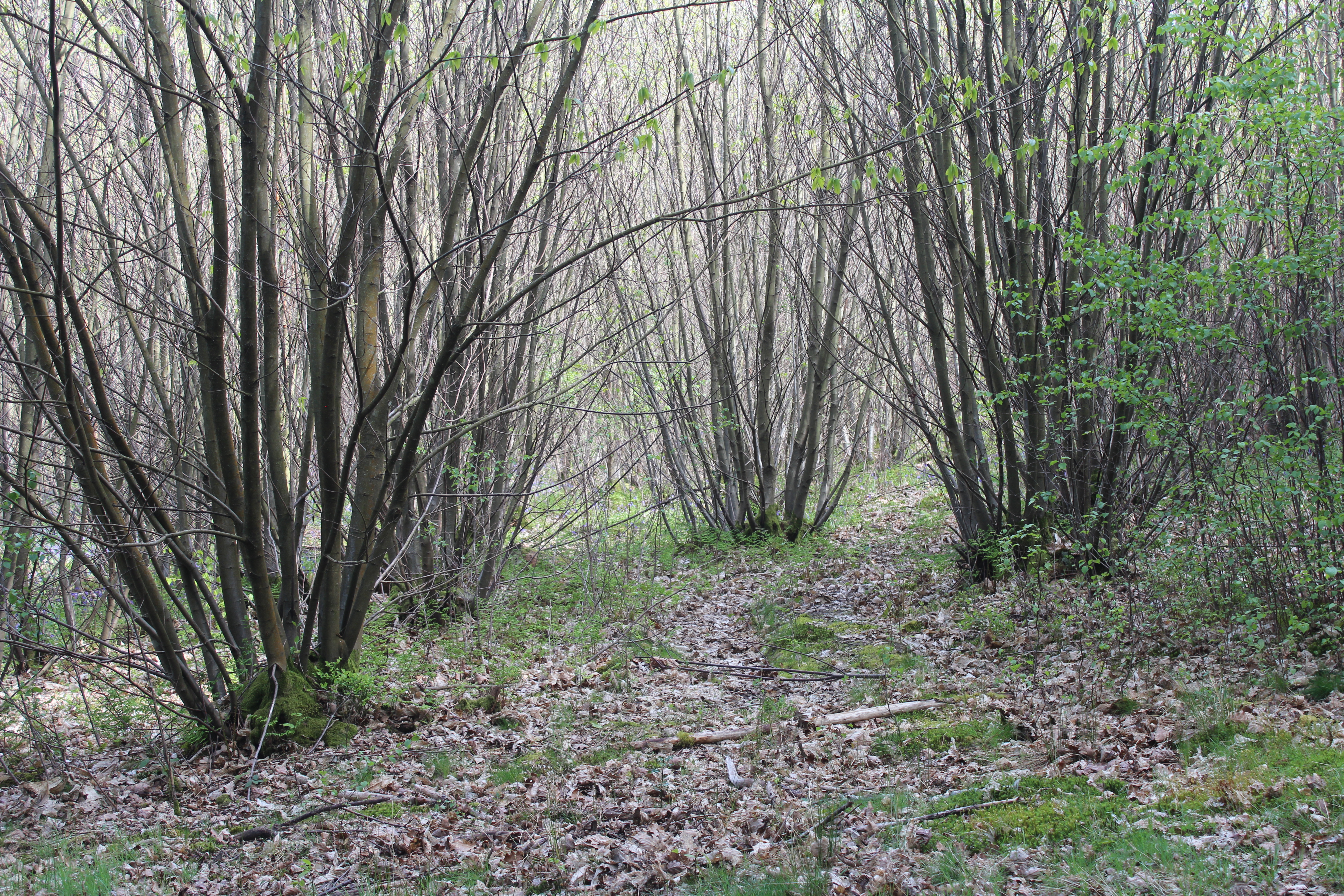 Bosco di castagni lungo un sentiero