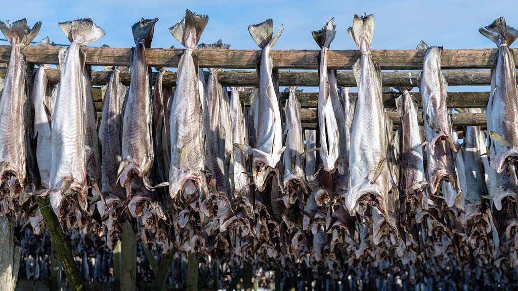 Stoccafisso appeso ad essiccare alle Lofoten