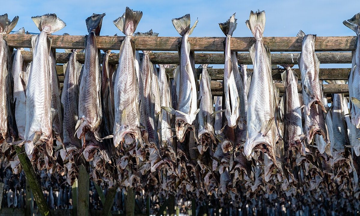 Stoccafisso appeso ad essiccare alle Lofoten